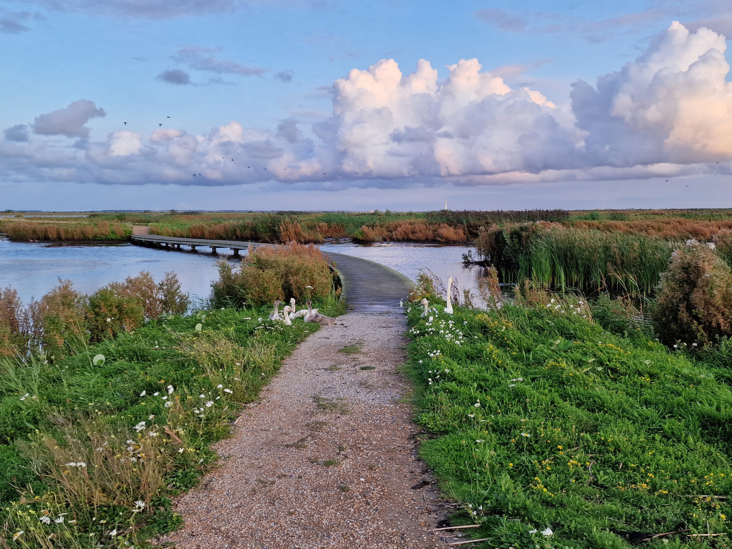 Wandelen op de Marker wadden langs zwanen