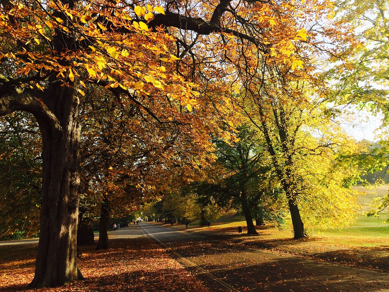 Wandelen in Londen in parken met kleurrijke bladeren in de herfst.