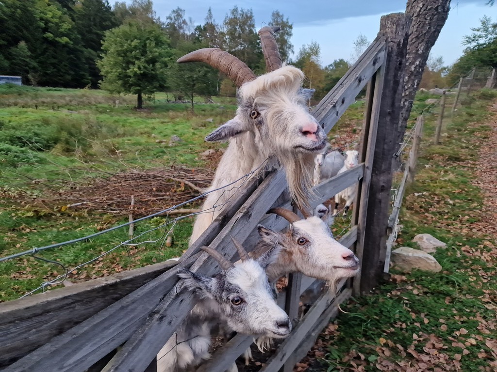 geiten bij Ullstorps Stugor in Skåne