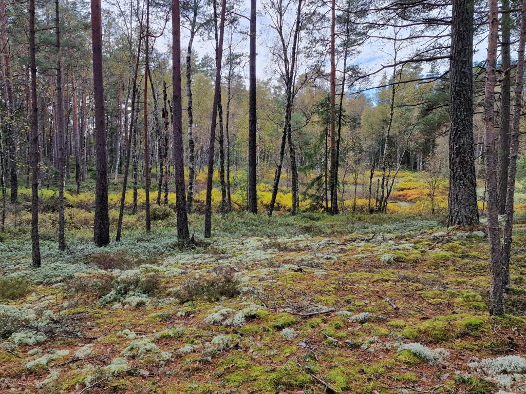 Wandelen in Småland - Store Mosse Nationaal Park