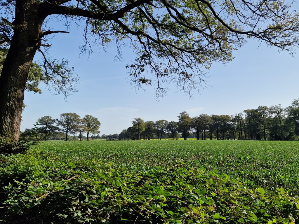 De wandelroute Posterholt gaat ook door agrarisch land.