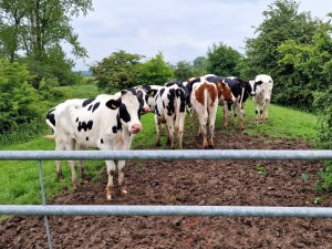 Amerongse Bovenpolder met koeien