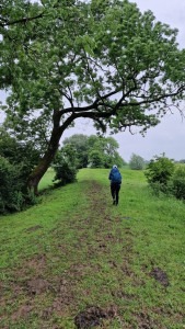 wandelen in de Amerongse Bovenpolder