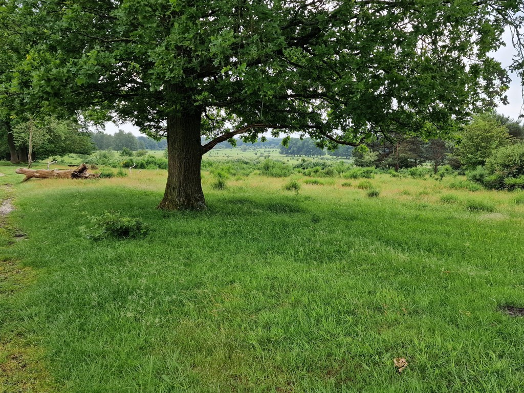 Trekvogelpad etappe 13 Amerongse bos