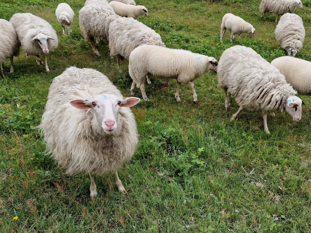 heideschapen