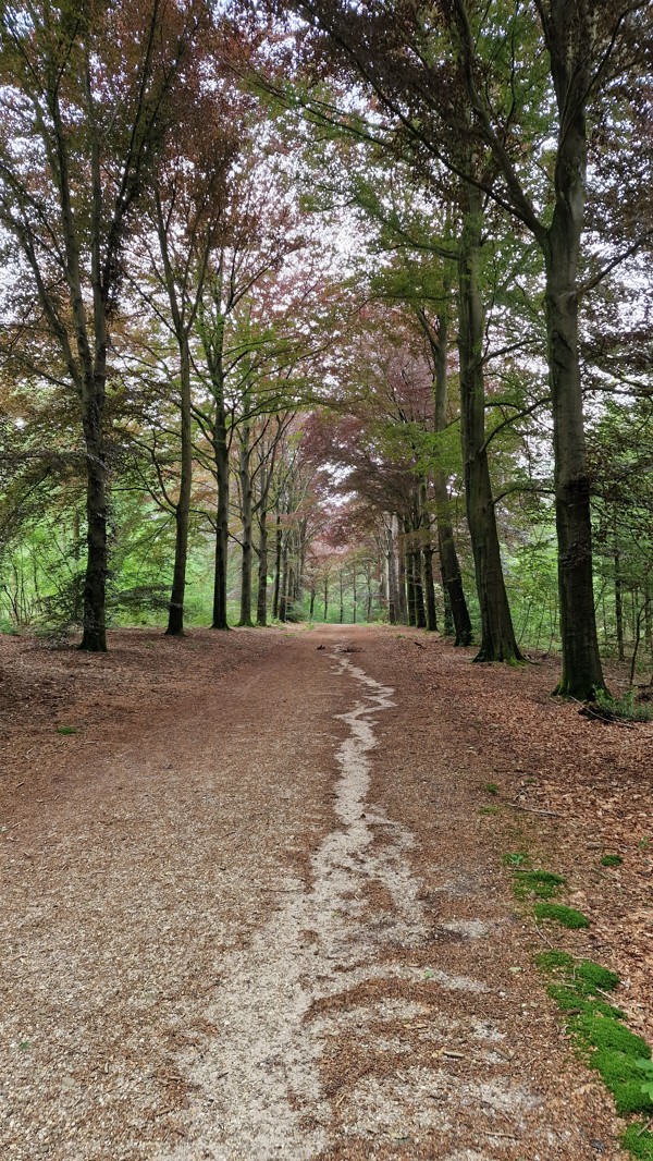 Trekvogelpad etappe 13 Amerongse bos