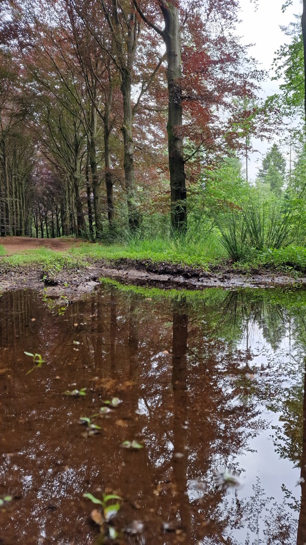 Trekvogelpad etappe 13 Amerongse bos