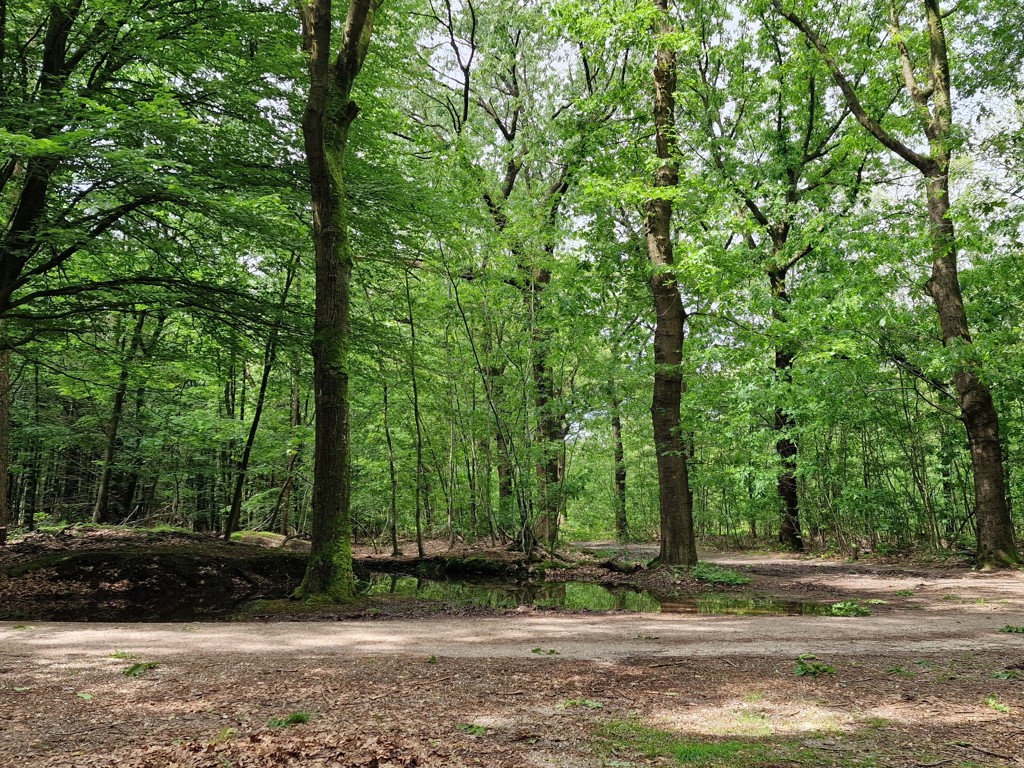 Trekvogelpad etappe 13 Amerongse bos