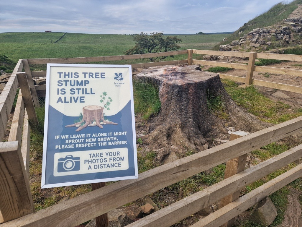 Sycamore Gap Tree omgehakt