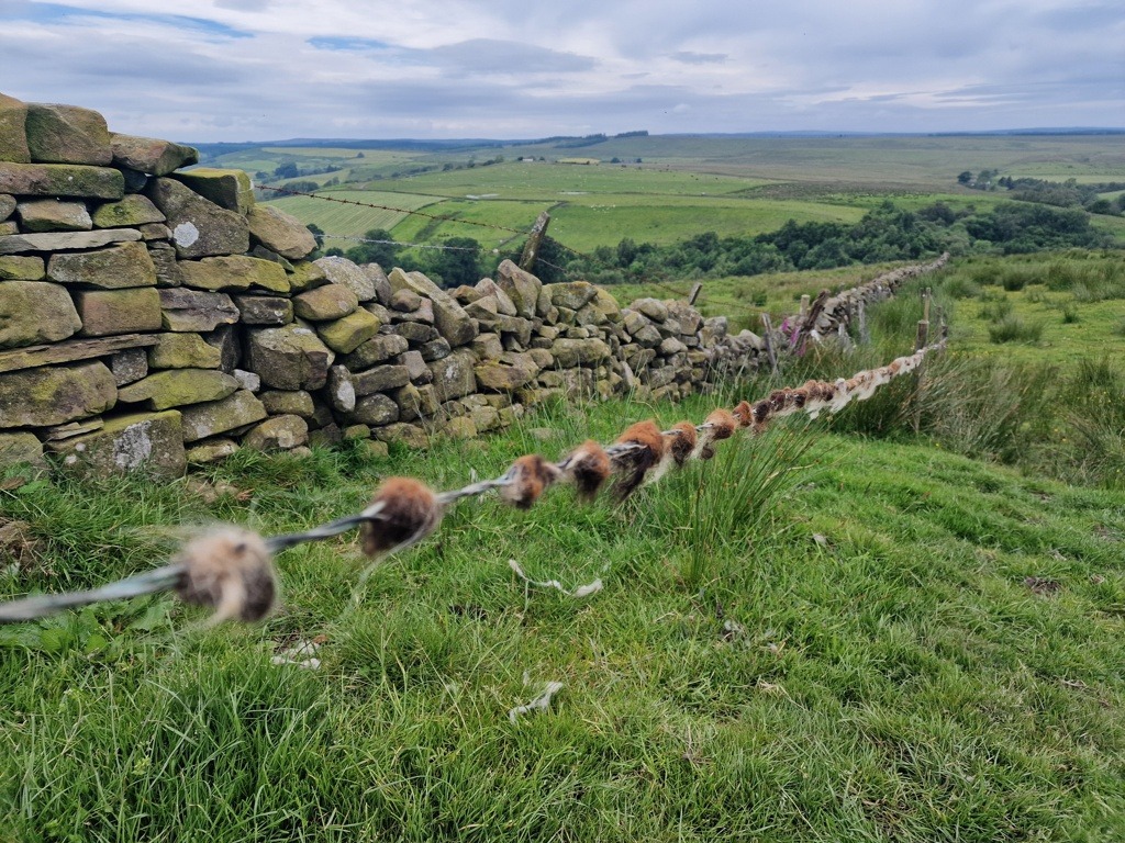 wol langs hadrianus wall