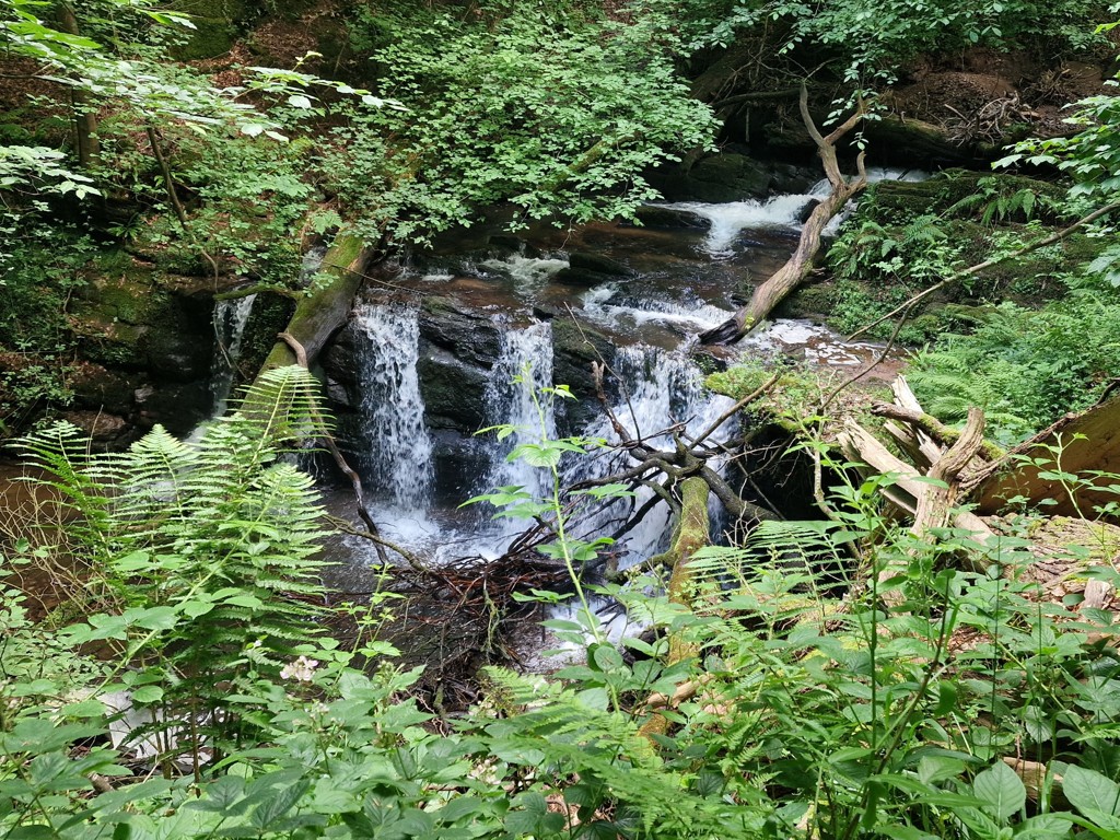 het beboste dal van de Quarry Beck een waterval