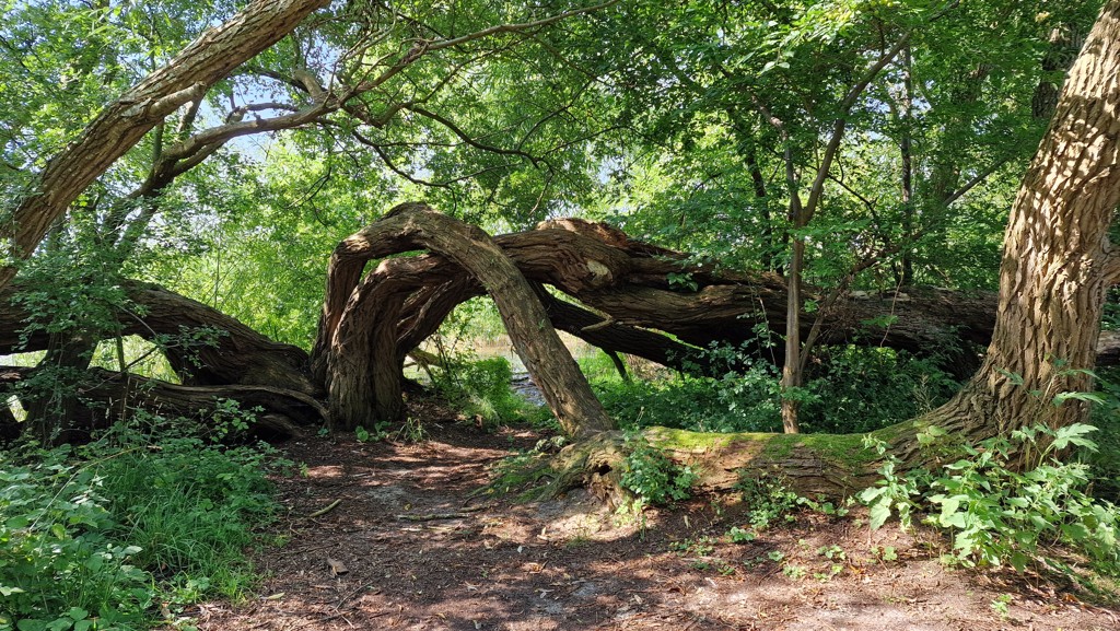 wandelpad Gnitz Usedom