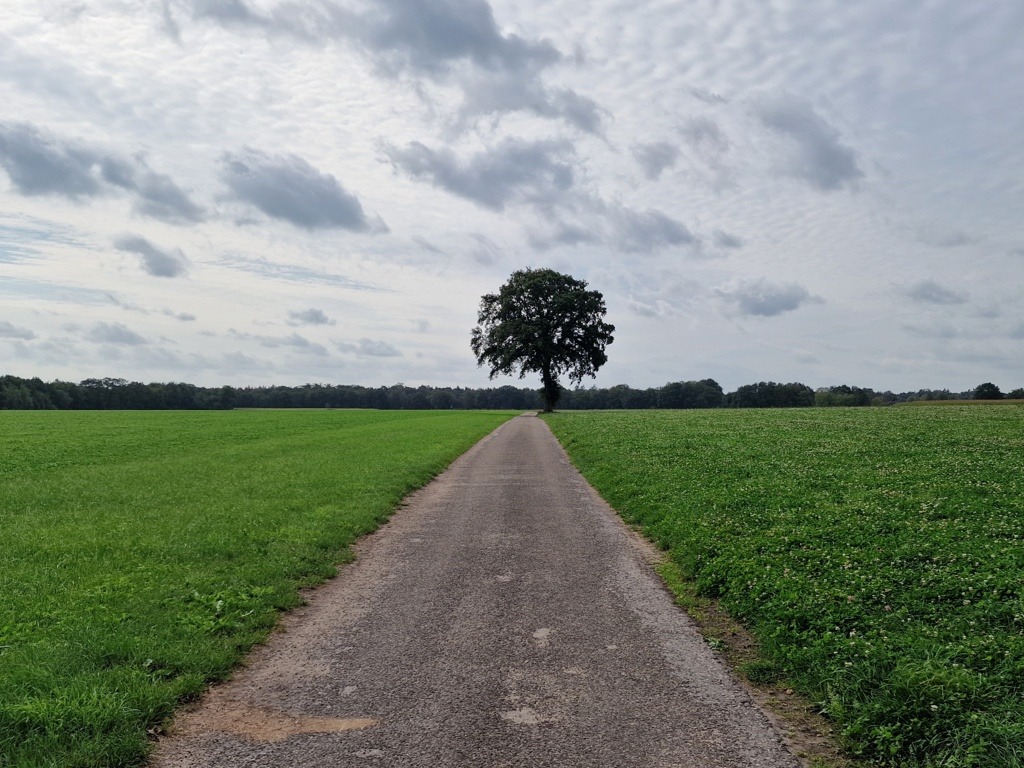 Eenzame boom langs weg