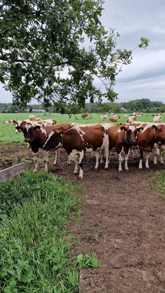 roodbonte koeien