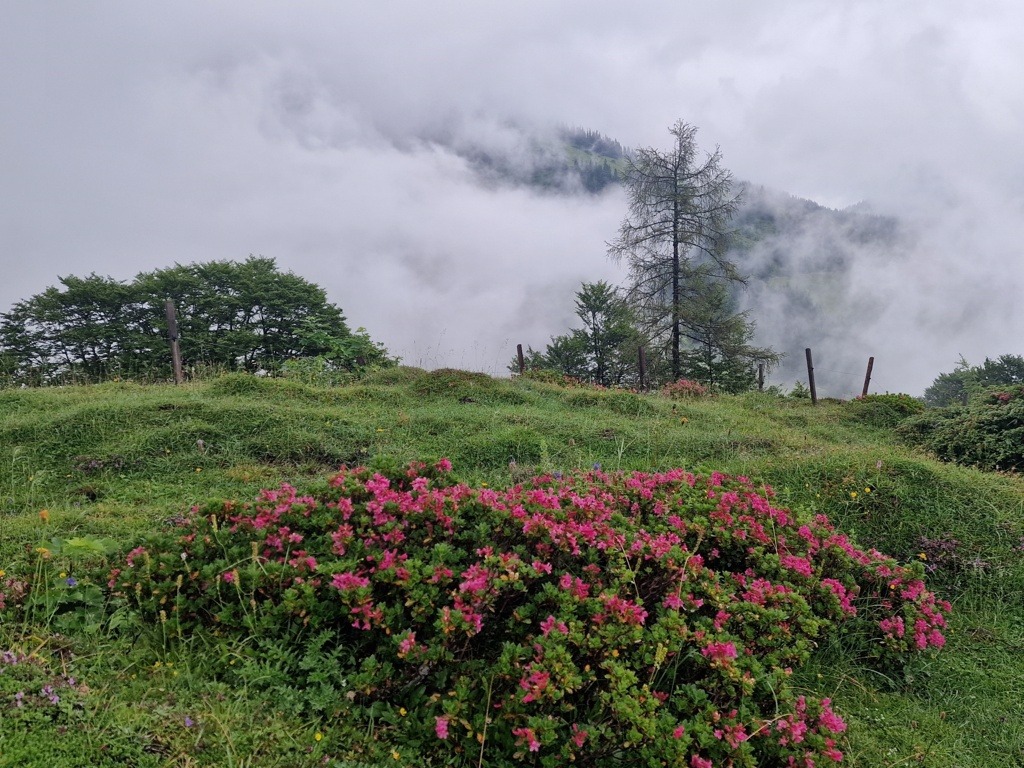 Alpenrozen op de Salzburger Almenweg