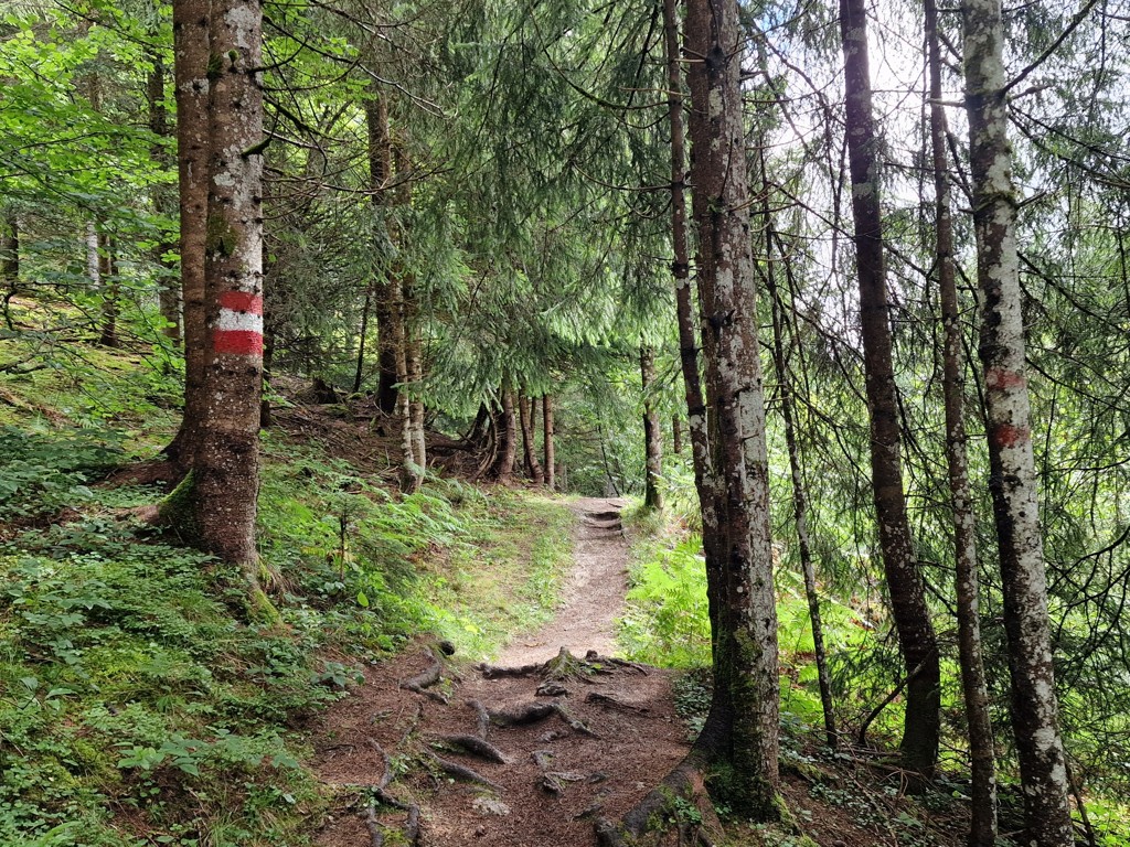 stijgend bospad op de Salzburger Almenweg etappe 22