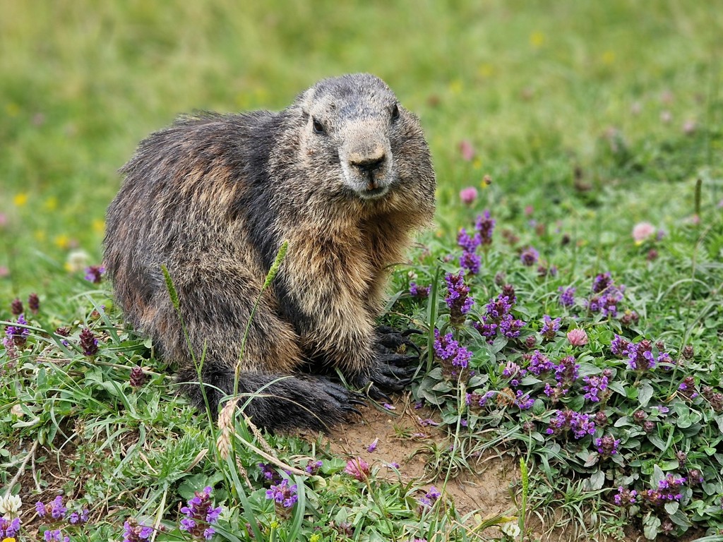 murmeltier marmot