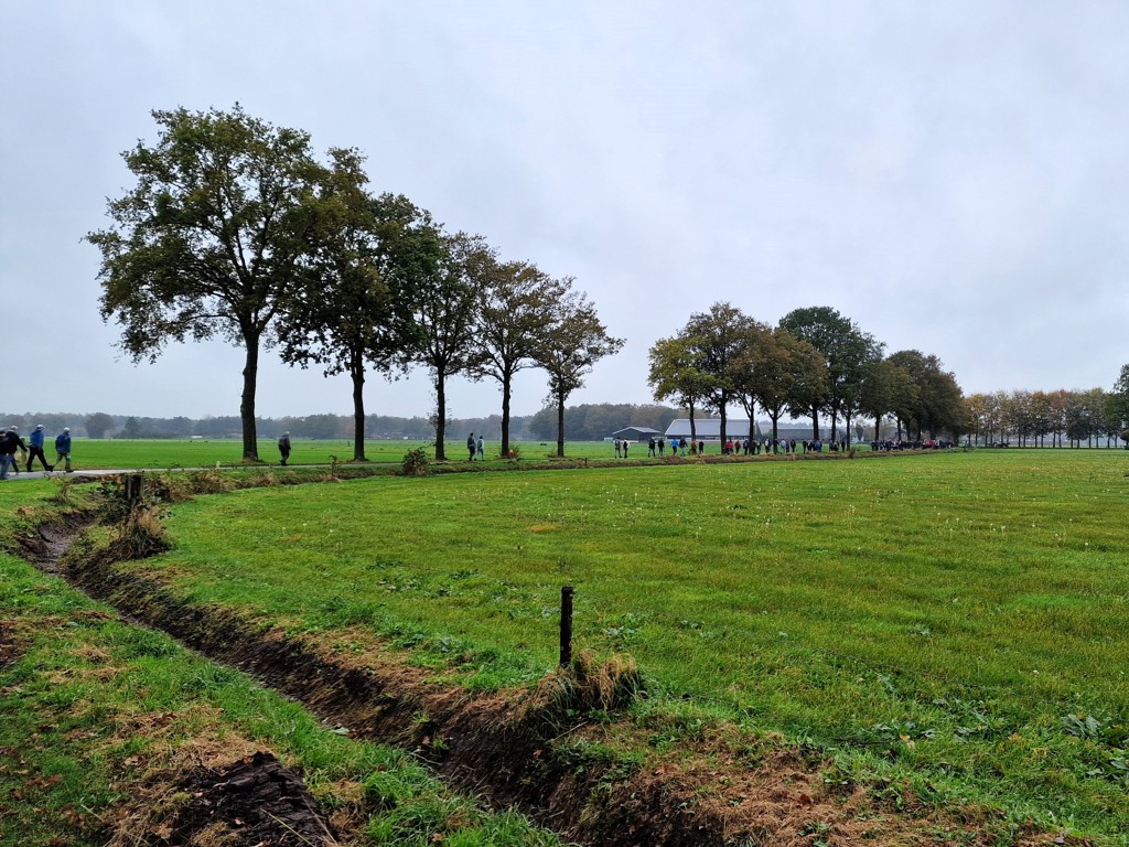 Een lint van wandelaars - salandse wandelvierdaagse