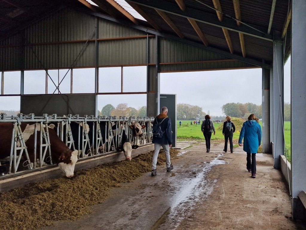 wandelen door de koeienstallen