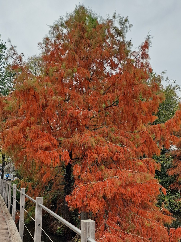 Park Frankedael